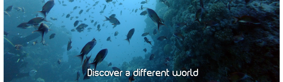 discover a different world