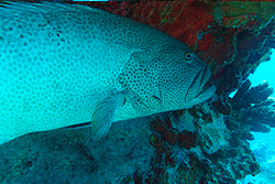 black grouper
