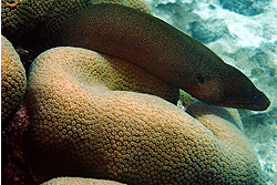 moray eel