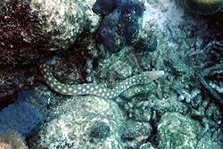 sea snake